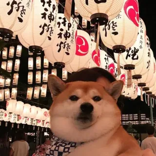 🎌 Shiba Inu, Anjing, Lentera, Festival, Jepang, Budaya Jepang, Doge whatsapp sticker
