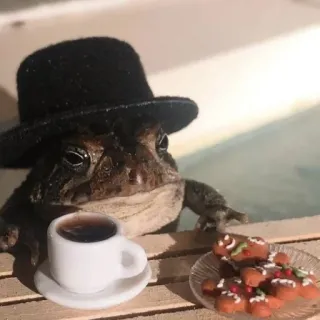 😎 pad, kikker, koffie, peperkoekmannetje, hoed, schattig, dier telegram sticker