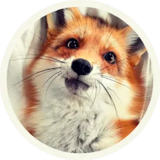 ☺️ vos, dier, schattig, zoogdier, wildlife, bos, oranje telegram sticker