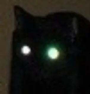 🐱 chat, chat noir, animal, animal de compagnie, yeux, nuit, sombre telegram sticker