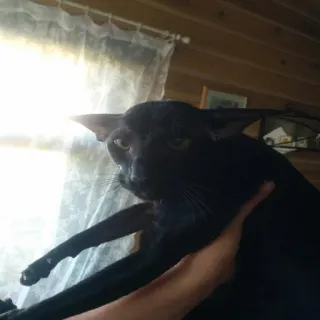 🐱 gato, gato negro, mascota, animal, animal doméstico telegram sticker
