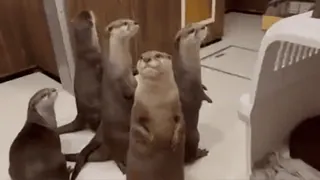 🦦 Otter, Tier, süß, Säugetier, Wildtier telegram sticker