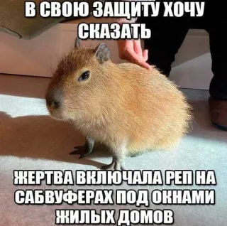 🌟 В СВОЮ ЗАЩИТУ ХОЧУ СКАЗАТЬ
ЖЕРТВА ВКЛЮЧАЛА РЕП НА САБВУФЕРАХ ПОД ОКНАМИ ЖИЛЫХ ДОМОВ capybara, animal, meme, funny, rodent whatsapp sticker
