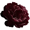 🌺