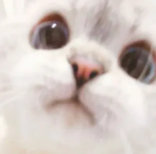 🥺 gato, animal, animal de estimação, fofo, branco telegram sticker