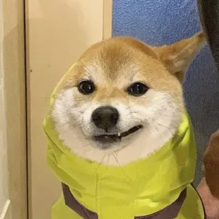 😬 dog, shiba inu, pet, animal, yellow, hoodie telegram sticker