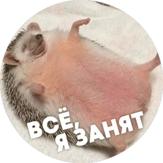😴 ВСЁ, Я ЗАНЯТ hérisson, couché, repos, animal, mignon telegram sticker