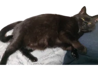 😼 kucing, kucing hitam, hewan, hewan peliharaan, hewan peliharaan, mamalia whatsapp sticker