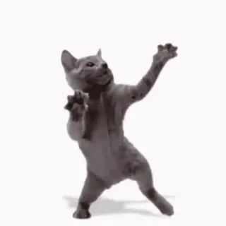 💃 แมว, เต้น, มีม, ตลก, สัตว์ whatsapp sticker