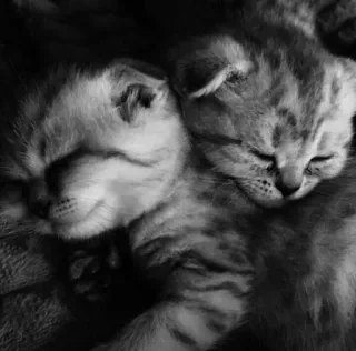 🎀 cats, kittens, sleeping, cute, animals whatsapp sticker