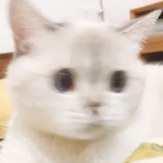 🐈 猫, 白猫, 動物, ペット, 家畜 whatsapp sticker