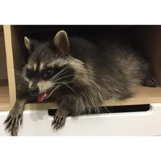🤢 Waschbär, Tier, Säugetier, Niedlich, Wildtier telegram sticker