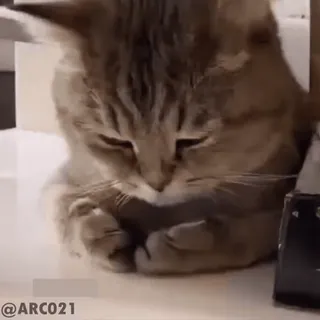 @stjckers شماره مجازی ارزان👉🏼 @Majazinoo_accbot whatsapp stickers