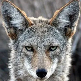 😤 coyote, animal, wildlife, nature, predator, mammal telegram sticker