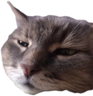 😒 cat, pet, animal, cute, feline telegram sticker