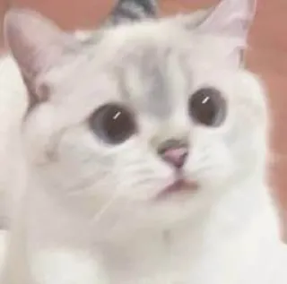 😐 gatto, gattino, carino, animale domestico, animale telegram sticker