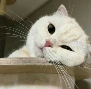 🐱 кот, животное, милый, питомец, кошачий, белый кот telegram sticker