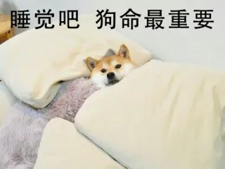 😪 睡觉吧 狗命最重要 cão, dormir, cansado, shiba inu, cama whatsapp sticker