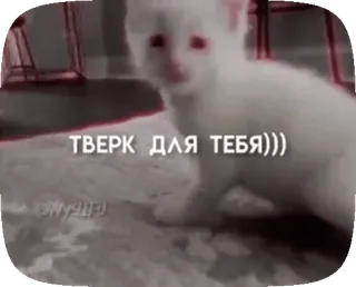 👀 ТВЕРК ДЛЯ ТЕБЯ))) gato, twerk, animal, divertido, meme, ruso whatsapp sticker