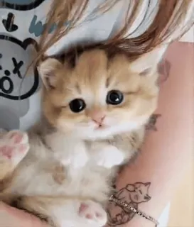 👍 anak kucing, kucing, lucu, hewan peliharaan, hewan telegram sticker