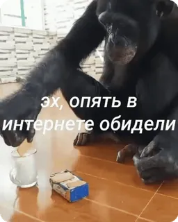 🌟 эх, опять в интернете обидели scimmia, internet, arrabbiato, scimpanzé, meme, animale, triste whatsapp sticker