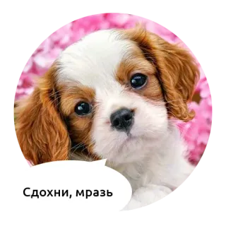 🖕 Сдохни, мразь szczeniak, pies, słodki, zwierzę telegram sticker