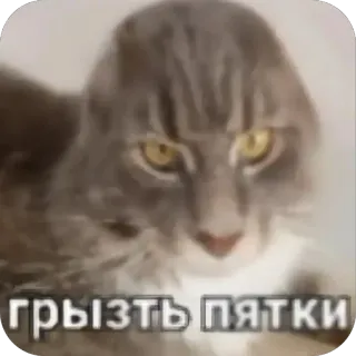 ❤ грызть пятки cat, meme, animal, funny, bite, feline, pet telegram sticker