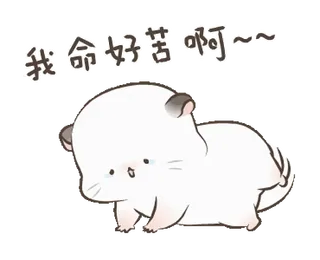 😭 我命好苦啊~~ шиншилла, грустный, милый, животное whatsapp sticker