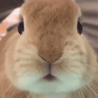 🐰 konijn, schattig, dier, huisdier, zoogdier telegram sticker