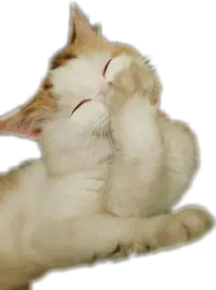 😌 猫, 捂脸, 动物, 宠物, 表情, 搞笑 telegram sticker