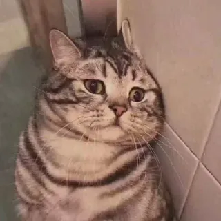 ➰ gato, animal, mascota, lindo, felino, gato doméstico telegram sticker