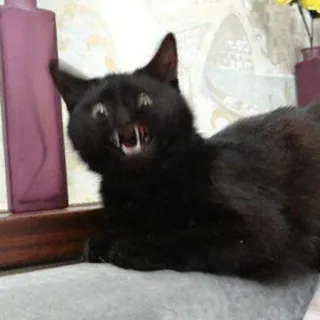 😡 gato, gato preto, animal, animal de estimação, felino, gato doméstico whatsapp sticker