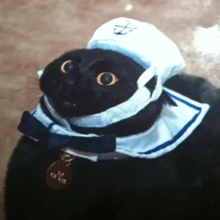 ⛵ gato, marinheiro, animal de estimação, animal, engraçado, fofo, gato preto whatsapp sticker