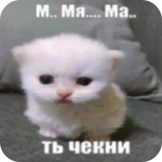 🐱 M.. Мя.... Ma.. Ть чекни chat, chaton, mignon, animal, russe, mème telegram sticker
