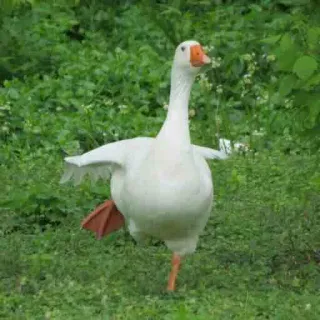 🕺 goose, bird, animal, white, nature, outdoors whatsapp sticker