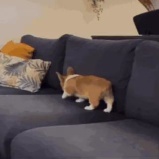 🥱 corgi, perro, sofá, animal, mascota, mueble telegram sticker