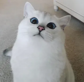 😸 kat, witte kat, schattig, dier, huisdier, blauwe ogen telegram sticker