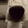 🐶
