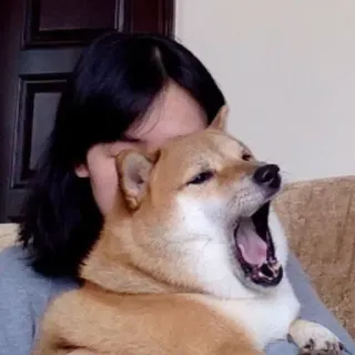 🏷 chó, shiba inu, ngáp, thú cưng, động vật, phụ nữ, dễ thương telegram sticker