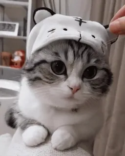 🥺 แมว, ลูกแมว, สัตว์, สัตว์เลี้ยง, น่ารัก, คาวาอิ whatsapp sticker