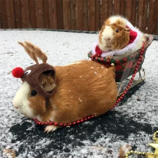 🎅 guinea pig, christmas, holiday, winter, sleigh, animal, pet telegram sticker