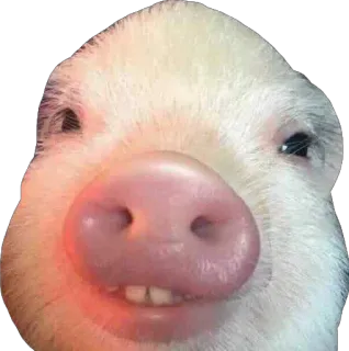 😬 Schwein, Tier, Nutztier, süß, Schnauze, Haustier, Säugetier telegram sticker