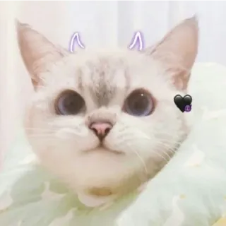 😁 Katze, Tier, Haustier, süß, Kätzchen, Teufelshörner, Herz telegram sticker