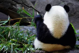 🙁 Panda, Animal, Bambu, Urso, Vida selvagem, Fofo, Natureza, Comendo telegram sticker