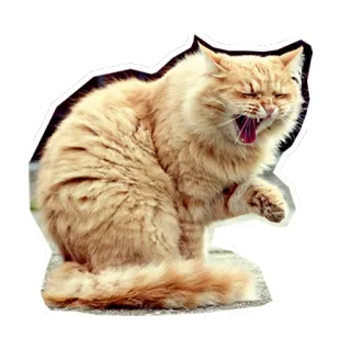 😆 แมว, สัตว์, สีส้ม, หาว, น่ารัก, สัตว์ตระกูลแมว, สัตว์เลี้ยง telegram sticker