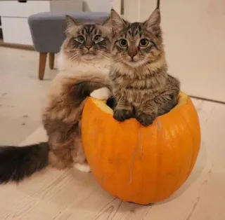 🍑 cat, kitten, pumpkin, halloween, pet, animal telegram sticker