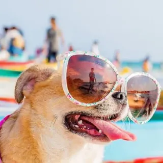 😎 cane, occhiali da sole, animale, animale domestico, spiaggia, estate telegram sticker