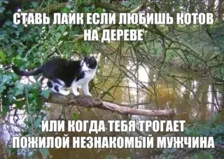 👍 СТАВЬ ЛАЙК ЕСЛИ ЛЮБИШЬ КОТОВ
НА ДЕРЕВЕ
ИЛИ КОГДА ТЕБЯ ТРОГАЕТ
ПОЖИЛОЙ НЕЗНАКОМЫЙ МУЖЧИНА Katze, Baum, Humor, Witz, Russisch, Text, Meme telegram sticker