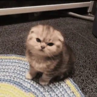 😠 gatto, gattino, Scottish Fold, carino, animale, animale domestico telegram sticker