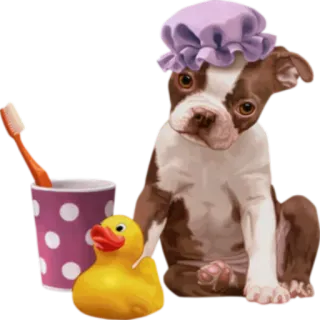 ☀ Hund, Welpe, Bad, Zahnbürste, Quietscheente, süß, Duschhaube telegram sticker
